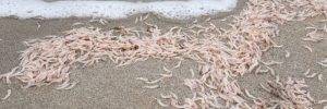 Spiaggia invasa da gamberetti morti