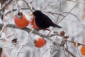 ecco come sarà la primavera 2019 in base alla leggenda