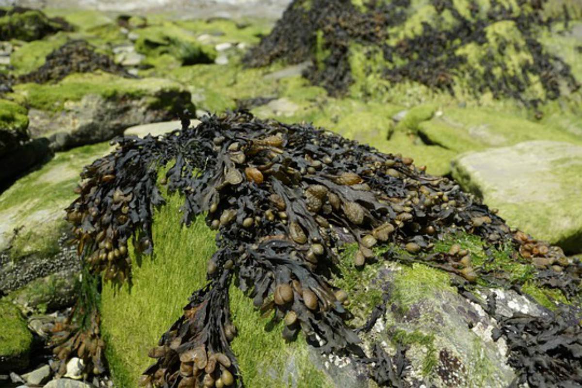alga bruna
