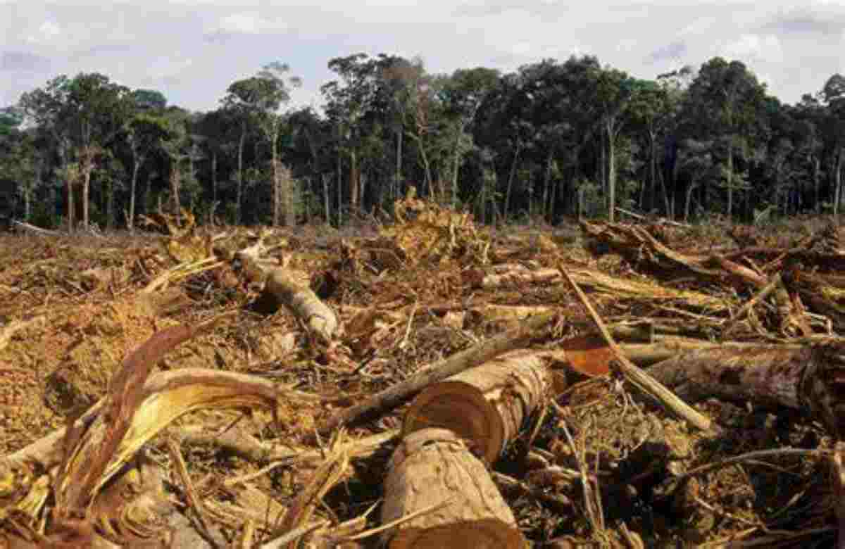 Risultati immagini per deforestazione foresta amazzonica