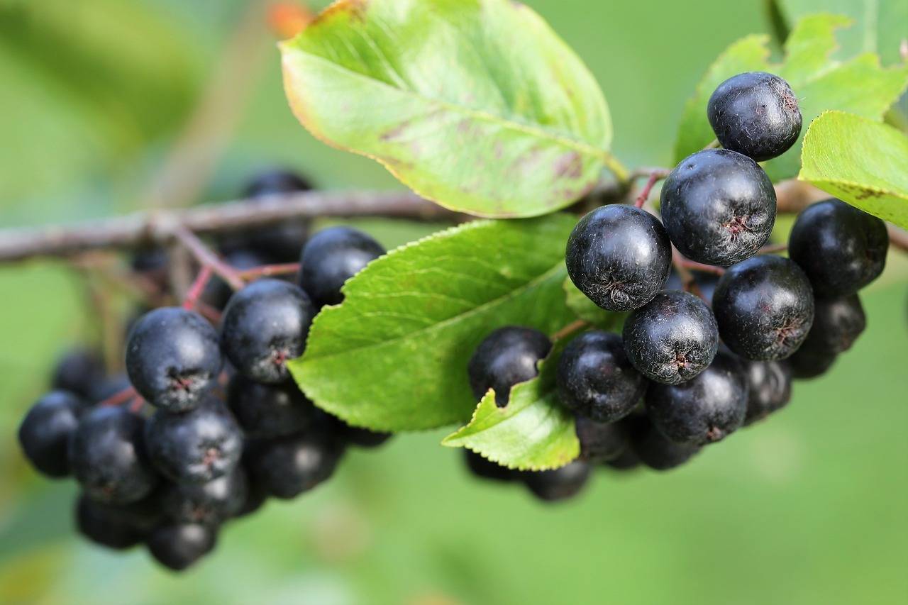 bacche di aronia