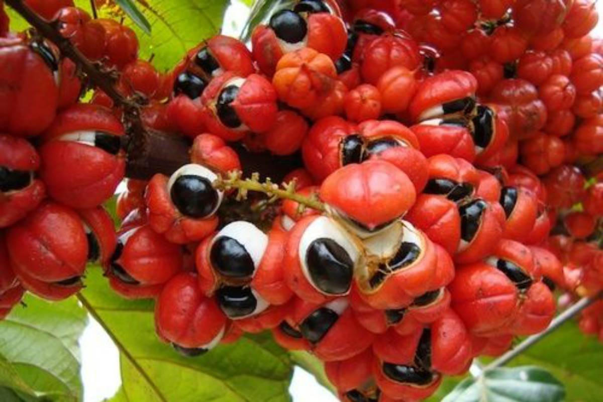 guarana