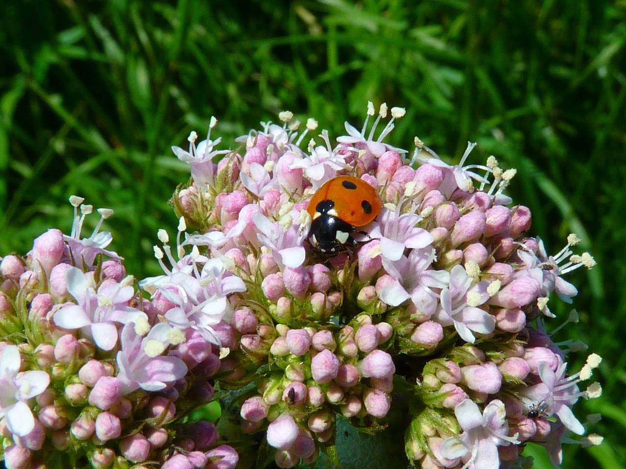 valeriana