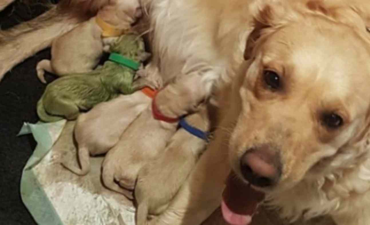 "E' nato verde": mamma Labrador da alla luce un cucciolo dal pelo verde. La foto fa impazzire il web