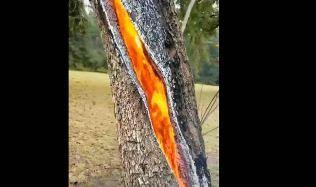 Albero colpito da fulmine, il fenomeno raro dopo la sua caduta: il video fa il giro del web - VIDEO