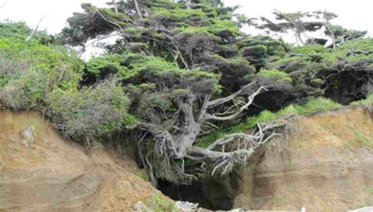 Albero della Vita di Kalaloch