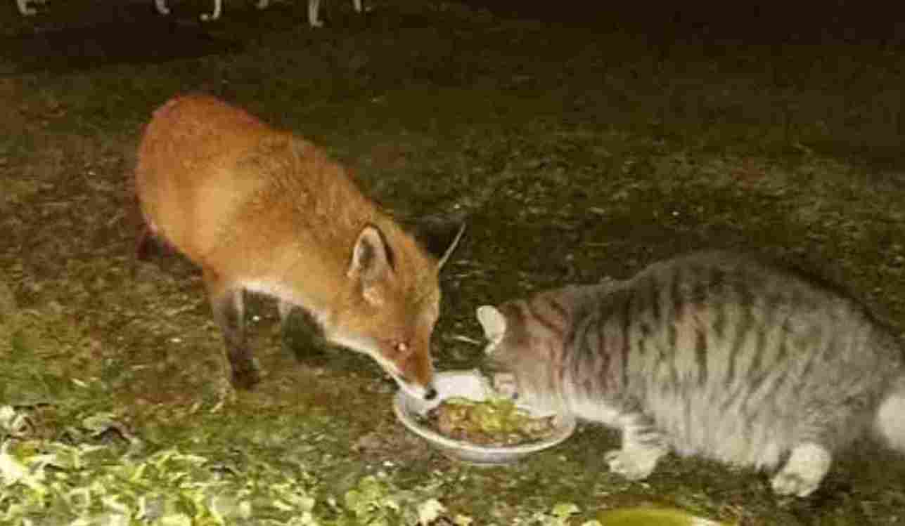 Il gatto e la volpe