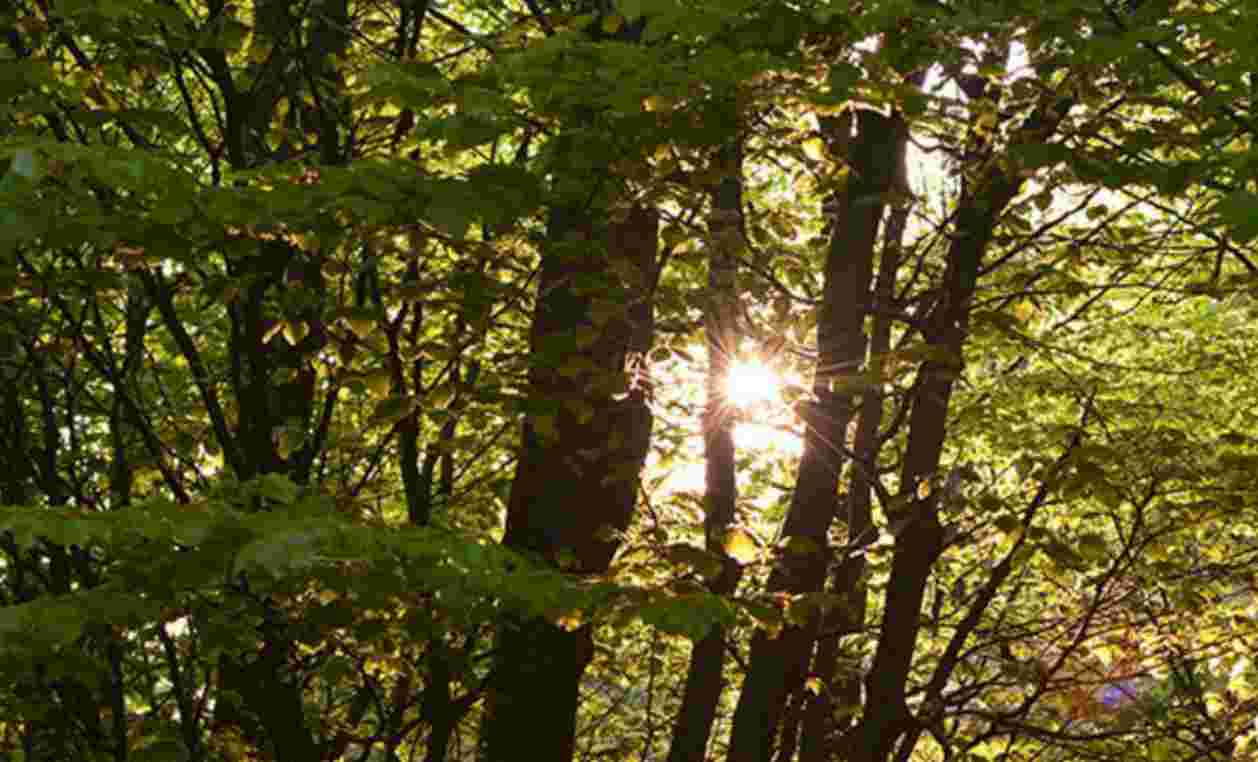 Giornata mondiale degli alberi