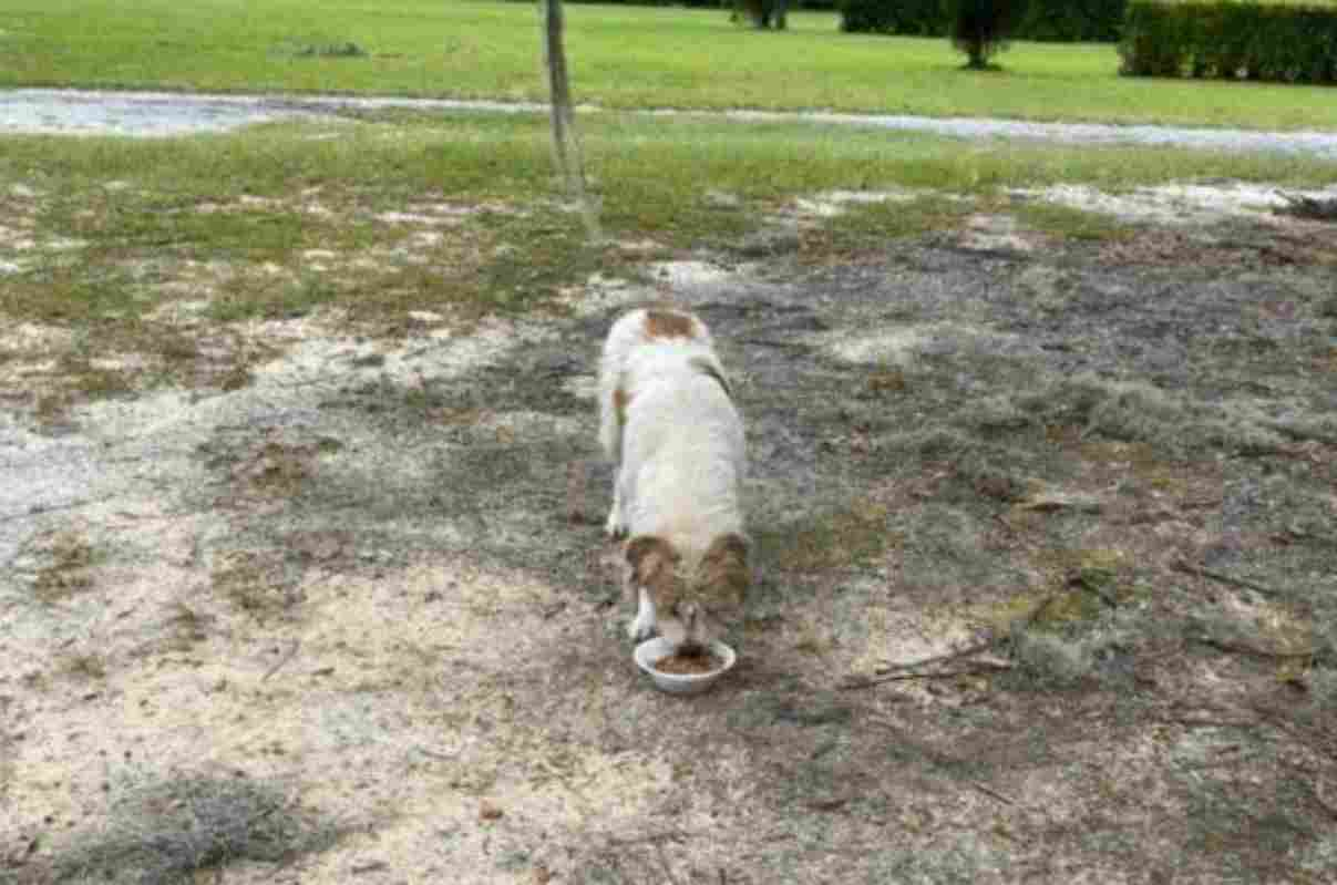 Cane abbandonato