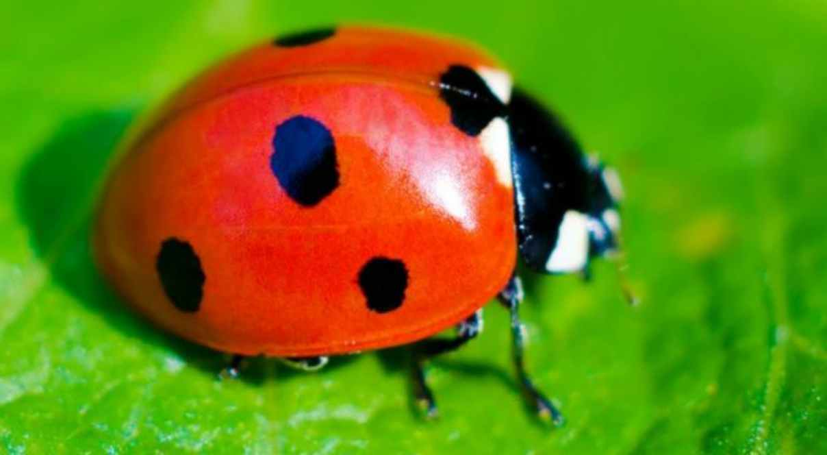 Coccinelle