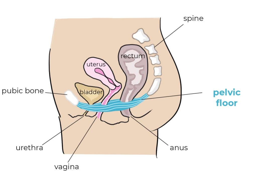 pavimento pelvico