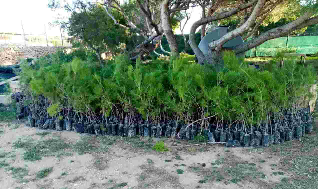 Lampedusa, 6.500 alberi per ripristinare il contesto naturale dell'isola