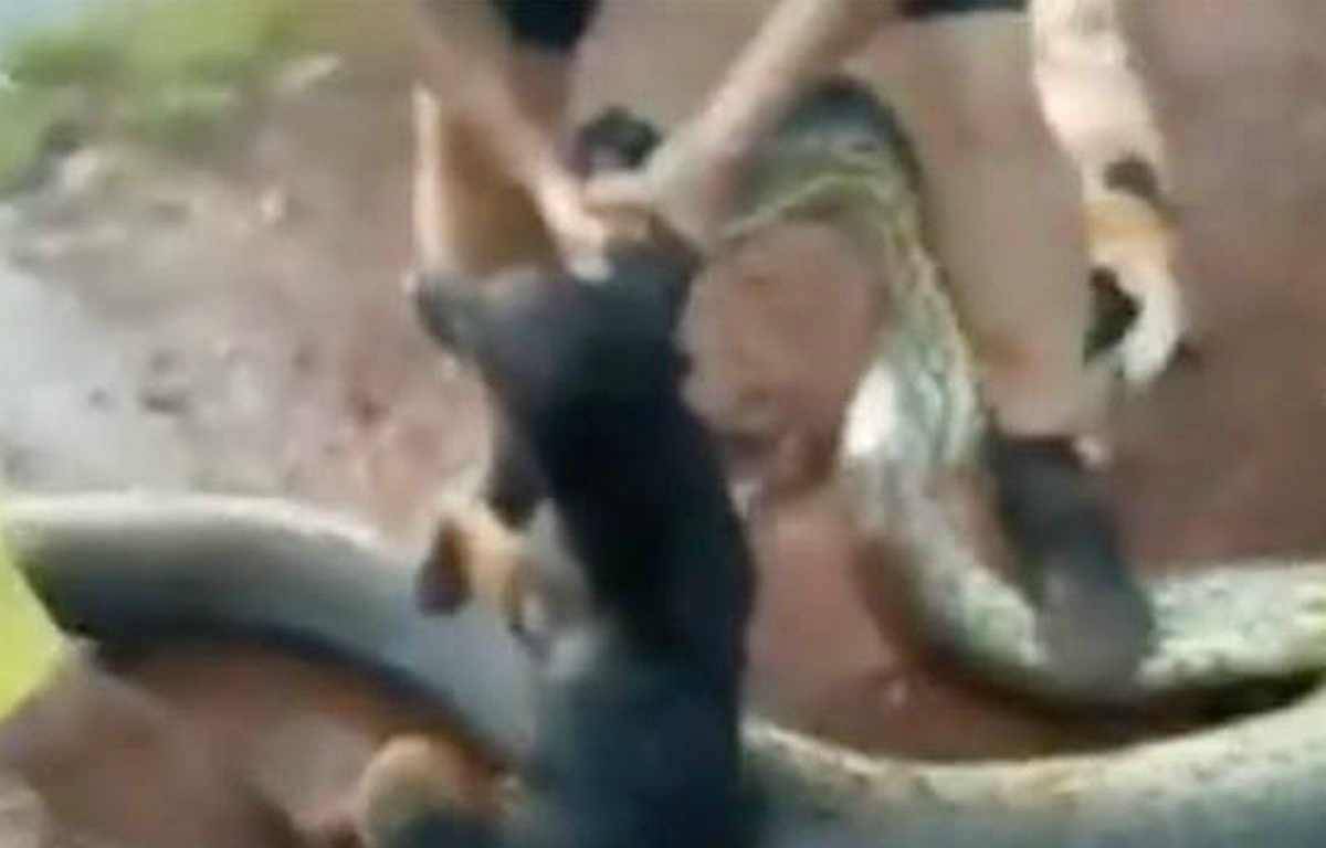 Anaconda attacca il loro cane: due ciclisti lo salvano rischiando la propria vita