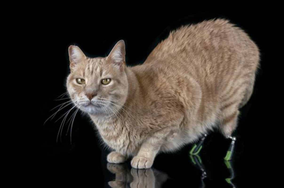 Vito, la storia del gatto bionico che ha commosso il web