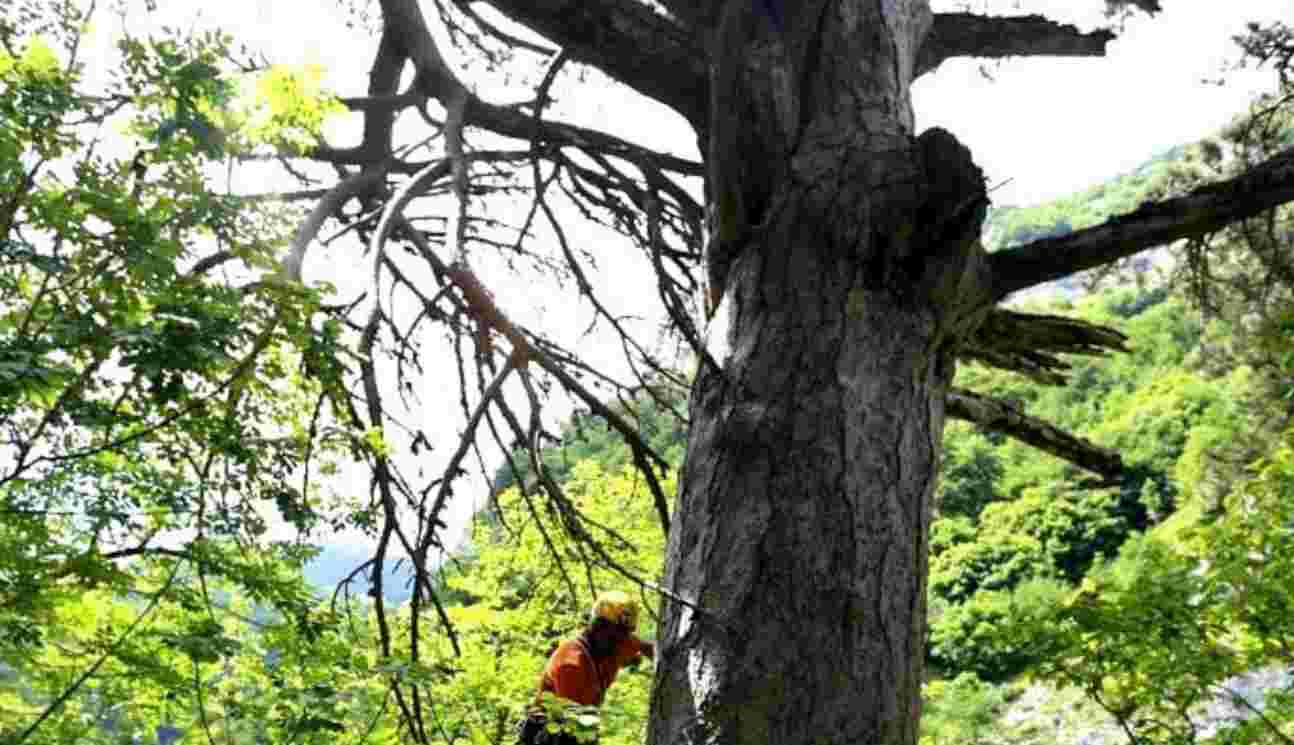 Pino nero in Abruzzo, sopravvissuto 900 anni perché nascosto in un burrone