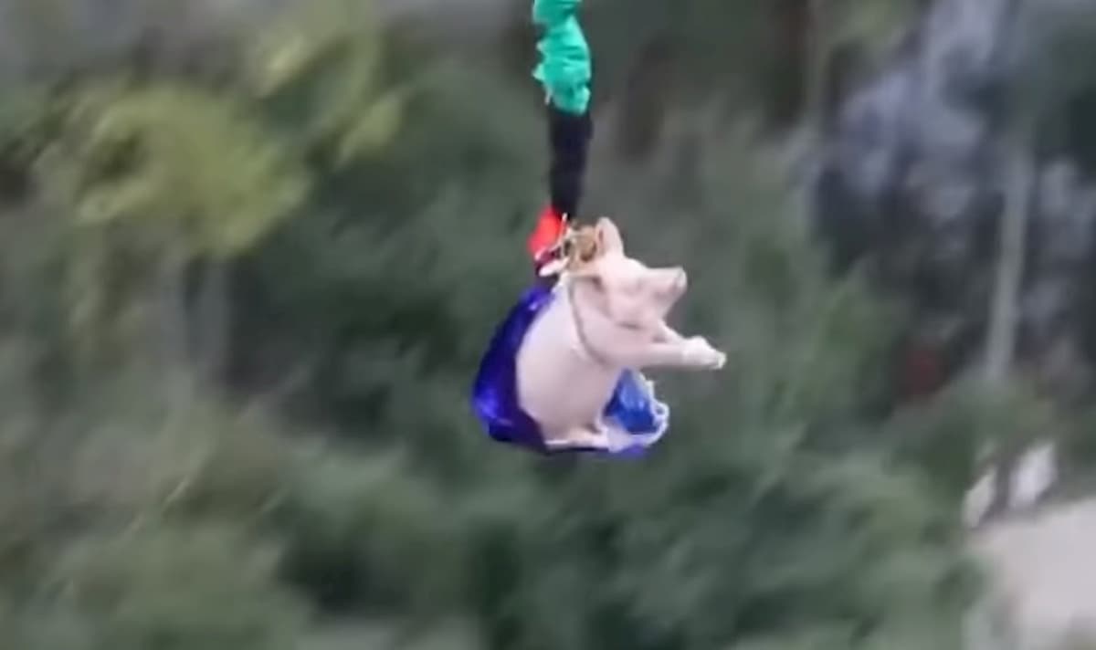 bungee jumping