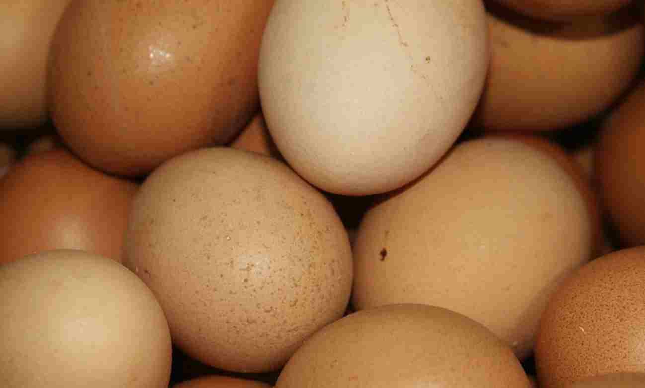 Ritiro prodotto, uova biologiche di nota marca contaminate: l'allerta del Ministero della Saute