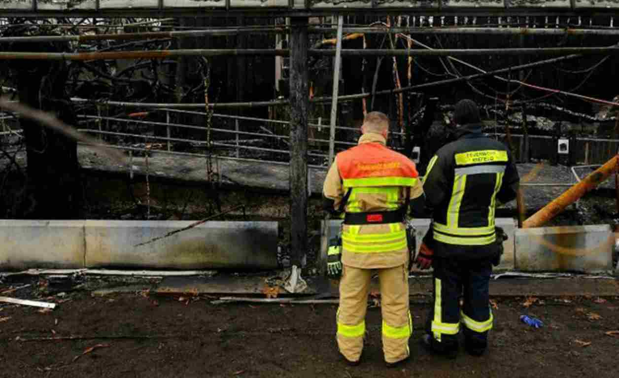 Zoo bruciato in Germania, trovate le responsabili della tragedia: trenta animali bruciati vivi