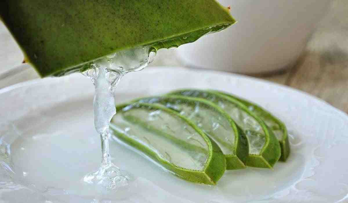 aloe vera