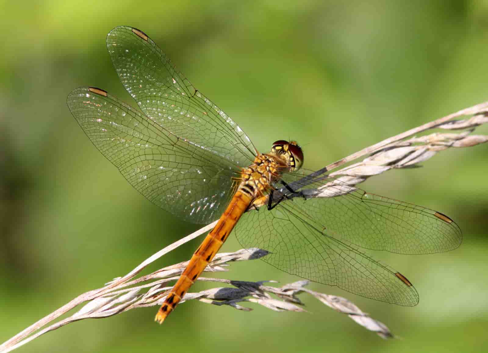 femmina di libellula