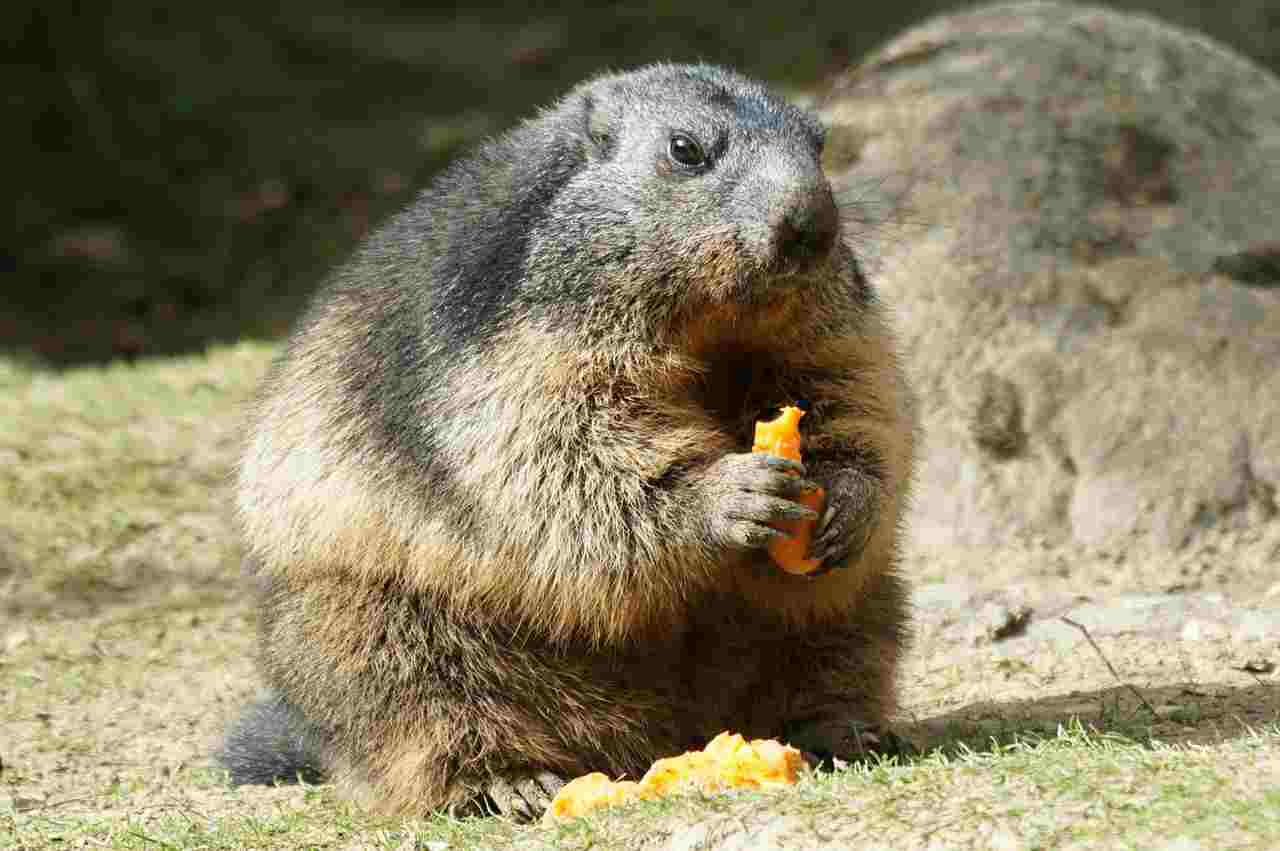 marmotte dello zoo