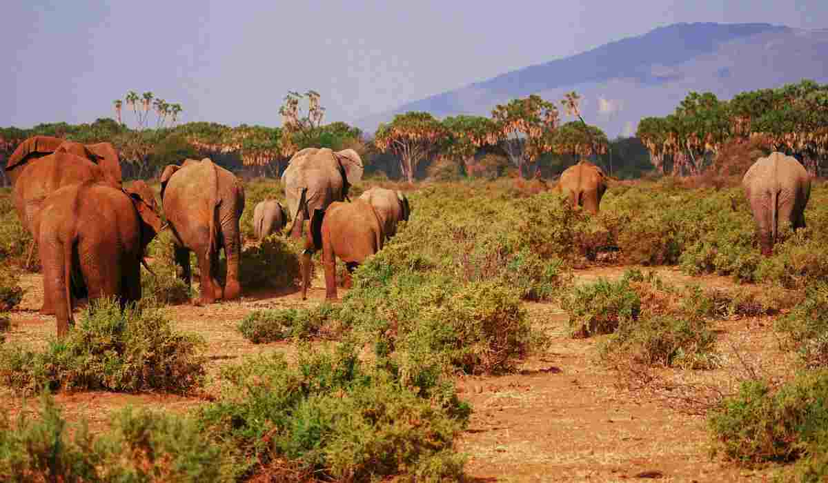 10 luoghi da visitare online - Parco del Samburu