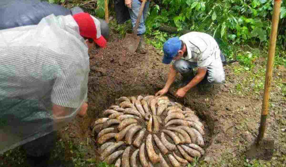 agricoltura biodinamica