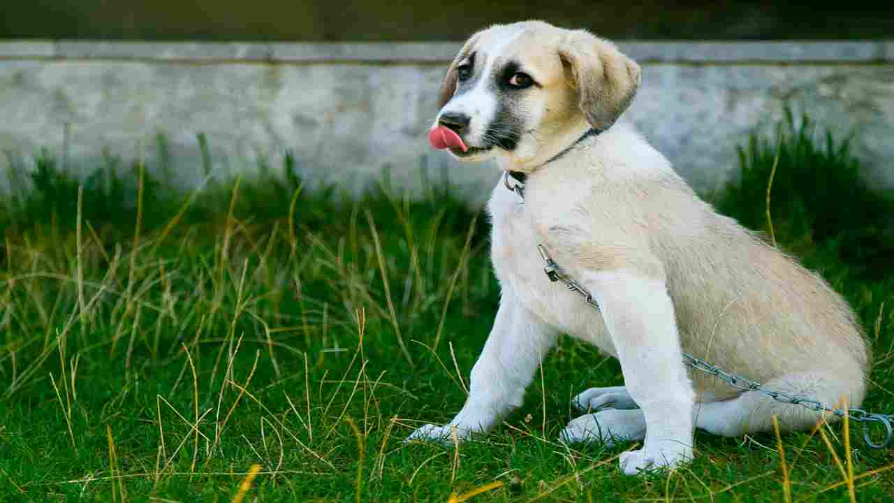 Coronavirus in Italia, posso portare il cane fuori? Tutte le regole per i nostri amici a quattro zampe