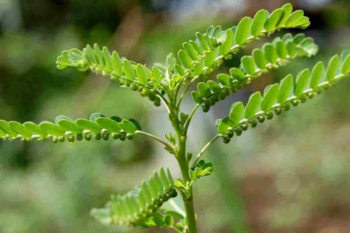 chanca piedra