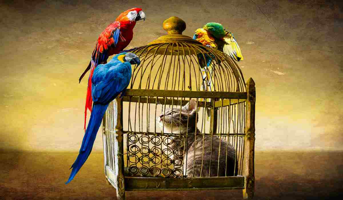 pulire la gabbia dei pappagallo
