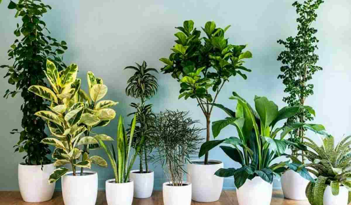 piante per purificare