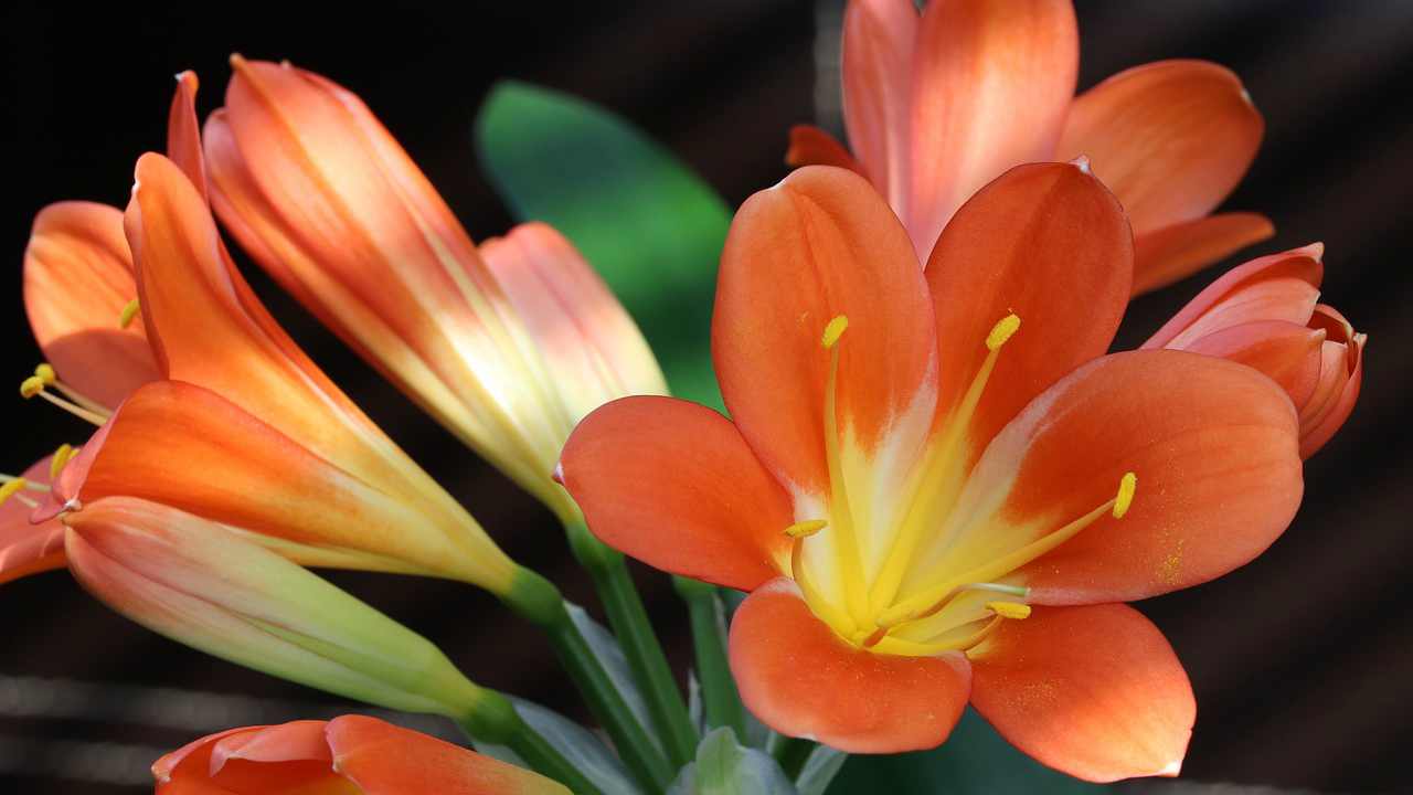 clivia