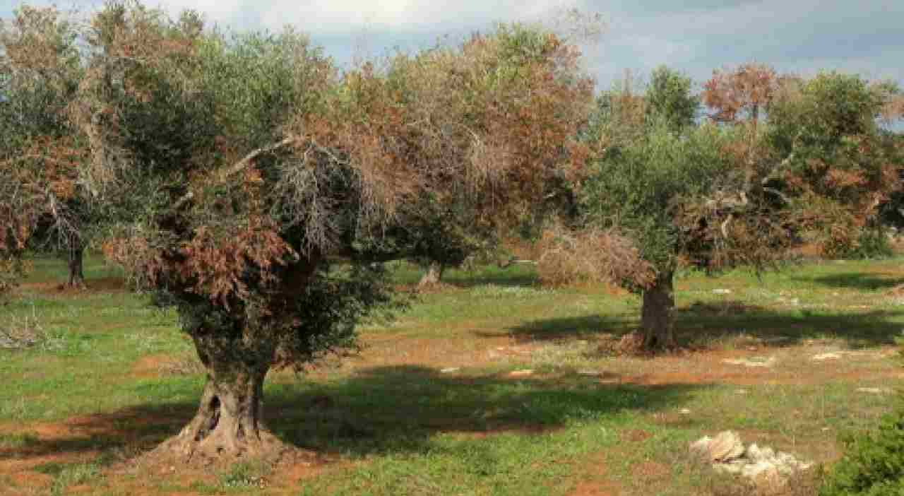 Xylella