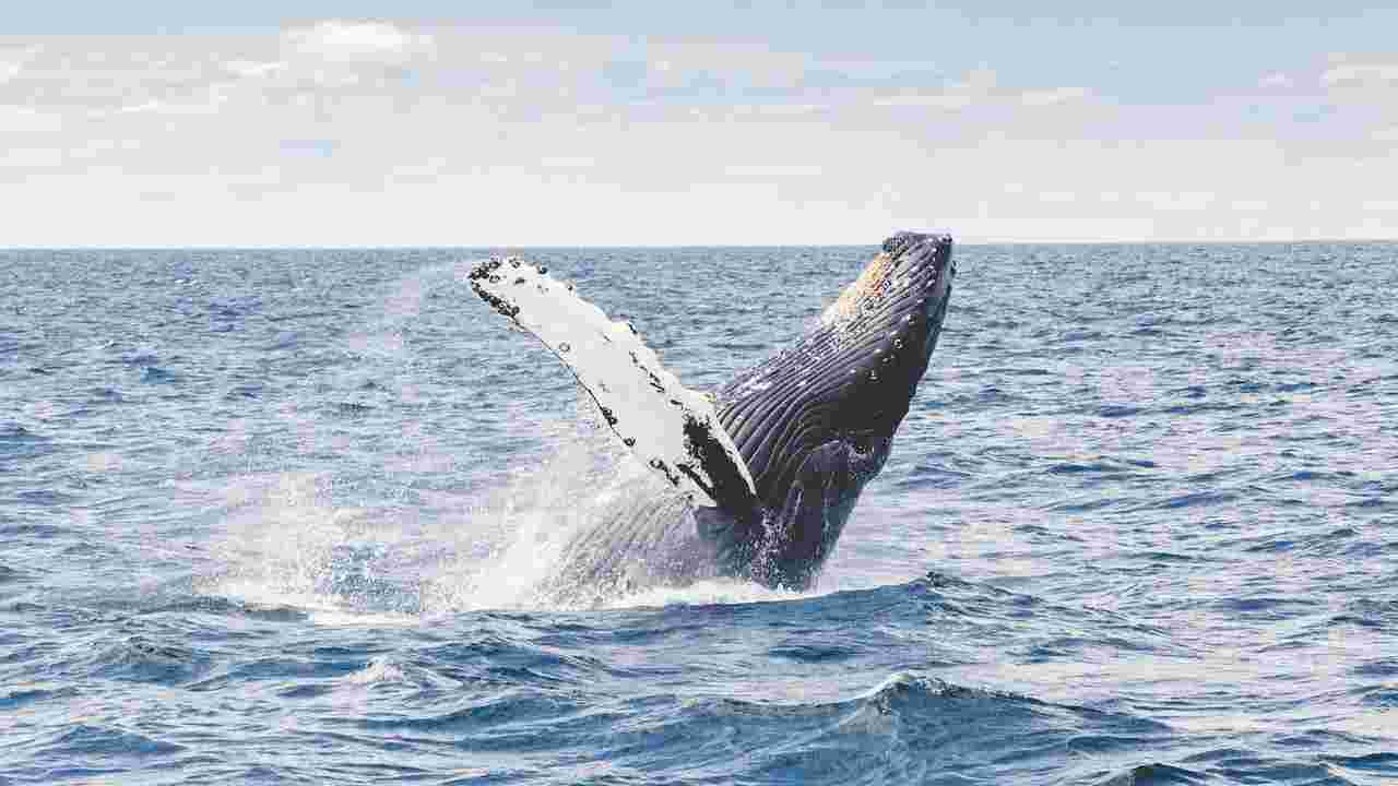 caccia balene