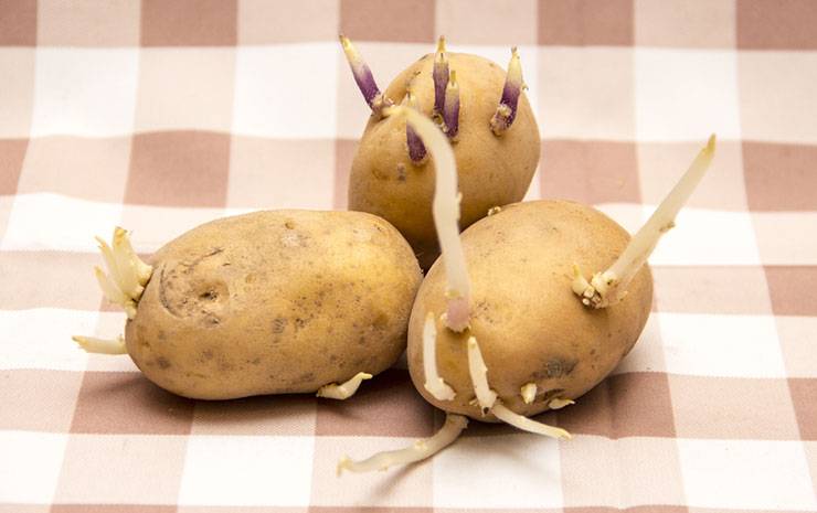 patate germogliate le conseguenze se le mangi