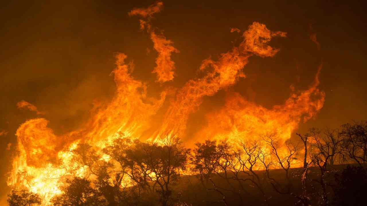 Parco Nazionale di Biebrza, brucia la patria delle Alci: ecco cosa sta accadendo