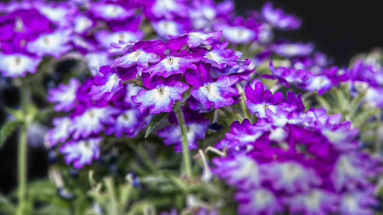 verbena