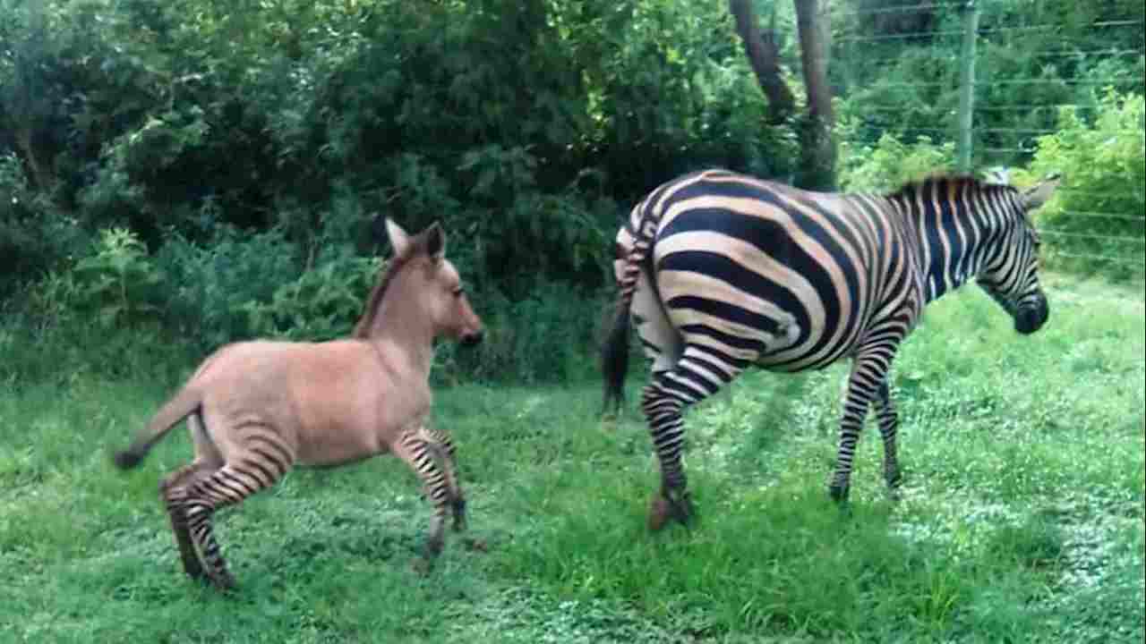 zebrasino