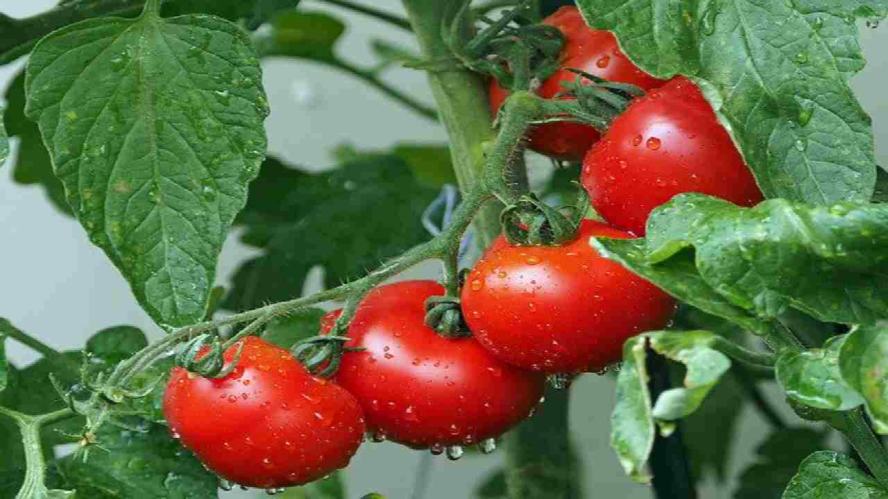 piantare pomodori