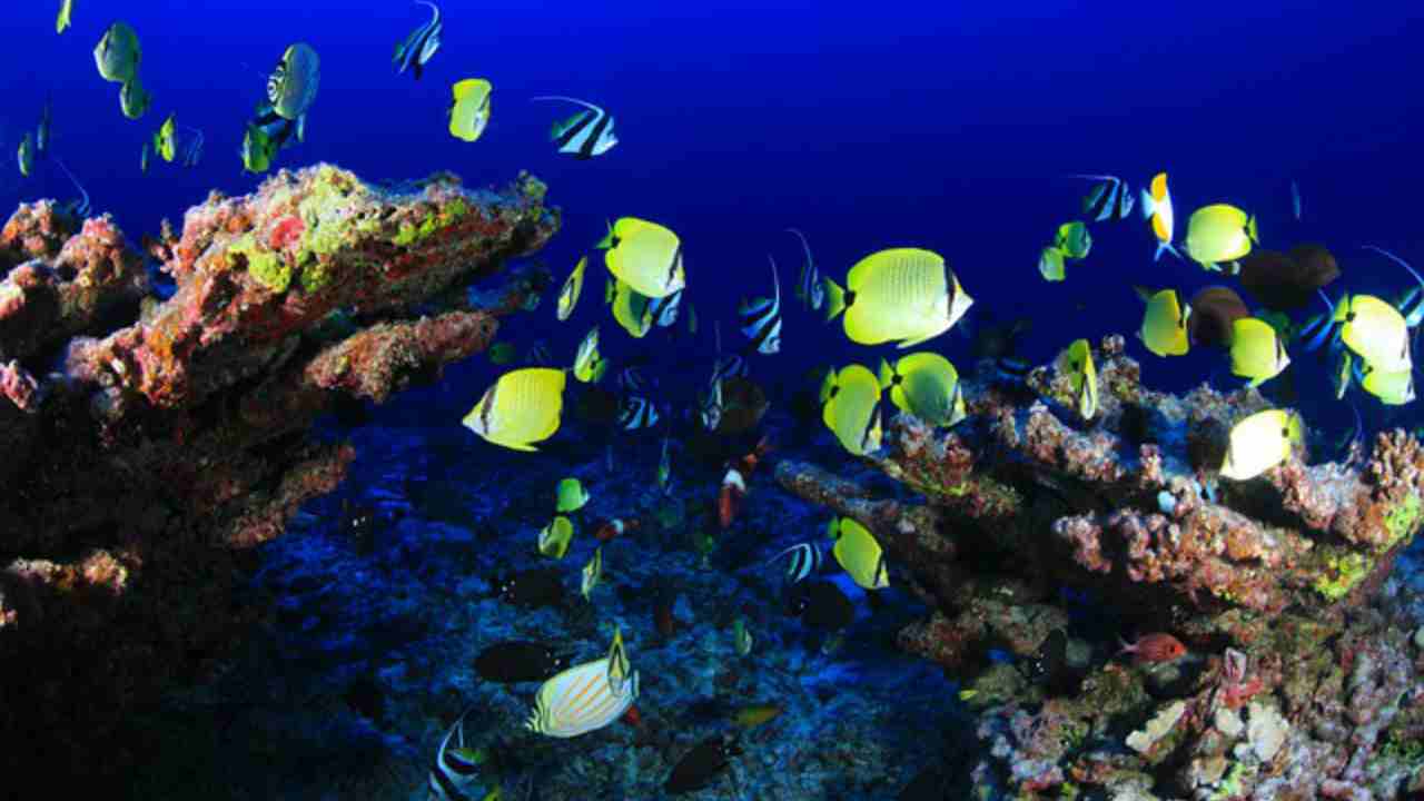 barriera corallina sopravvivere