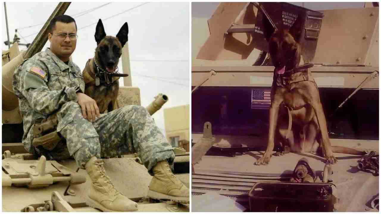 cane veterano Iraq