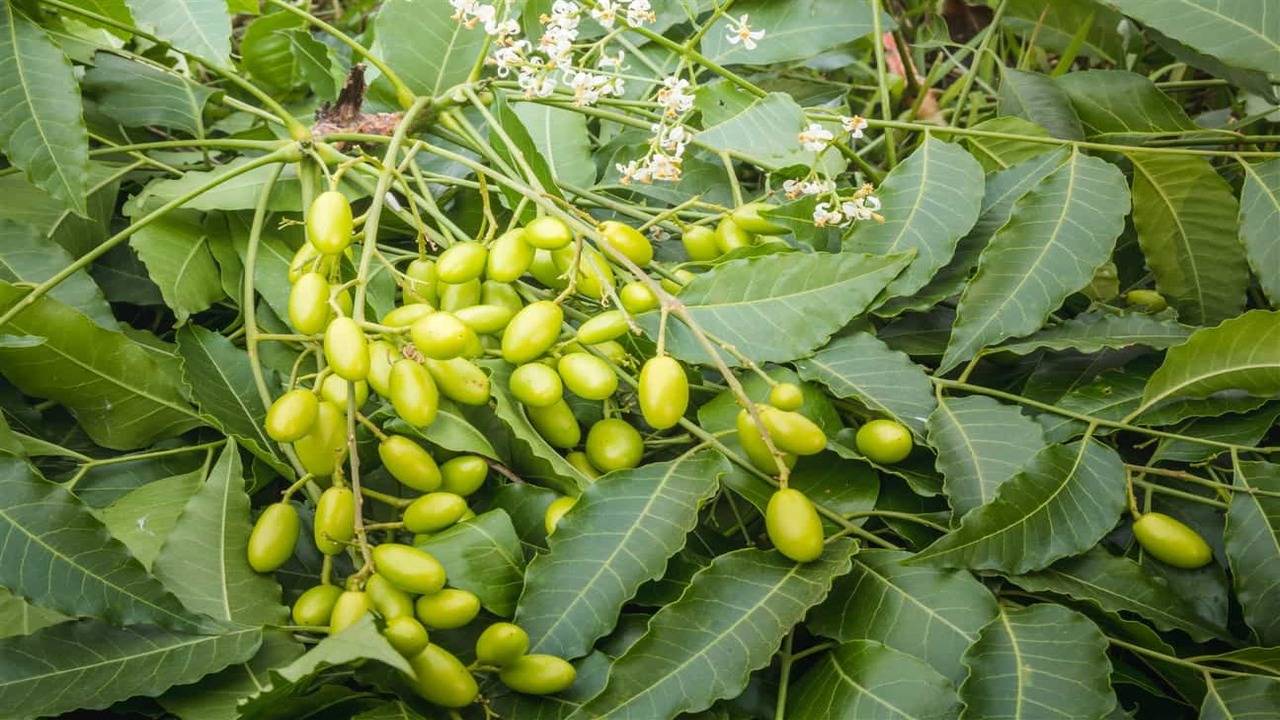 olio di neem pianta