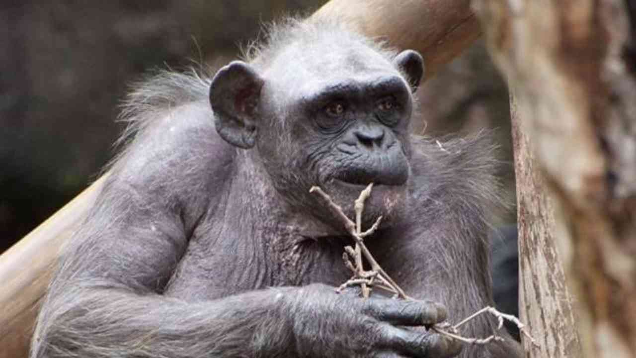 scimpanzè più vecchio del mondo