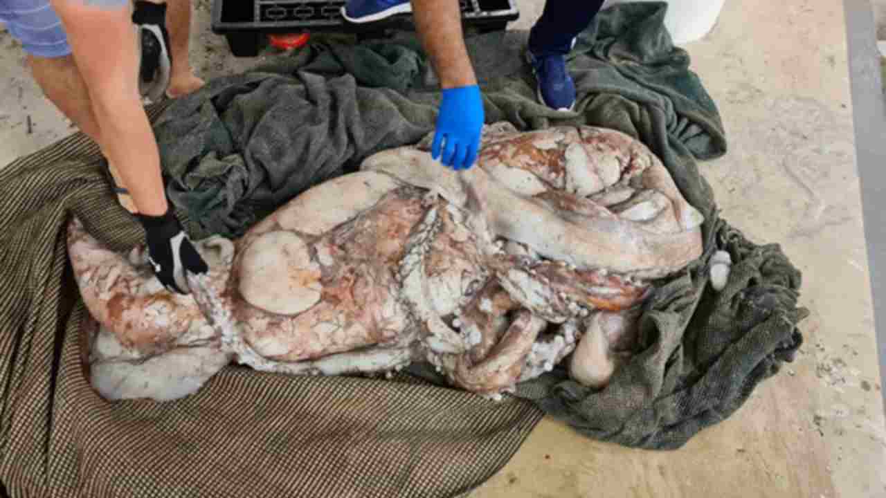 calamaro gigante sudafrica