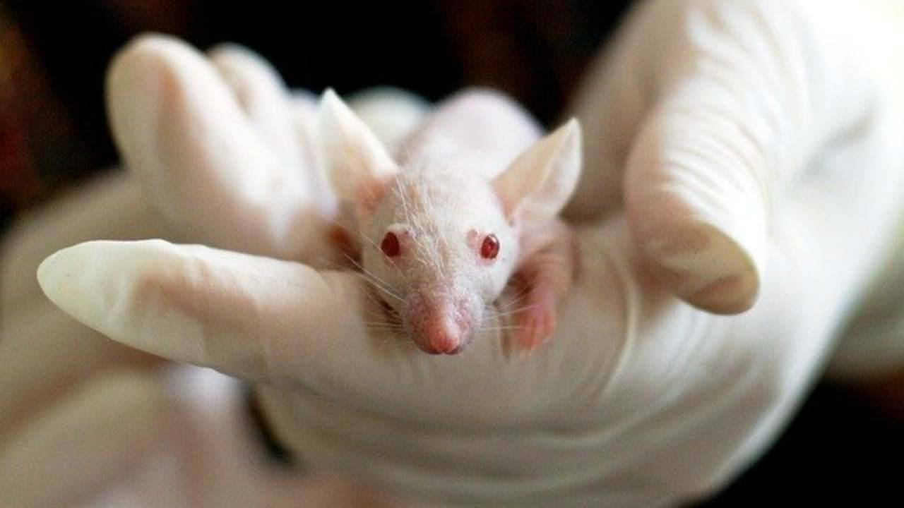 adottare una cavia da laboratorio