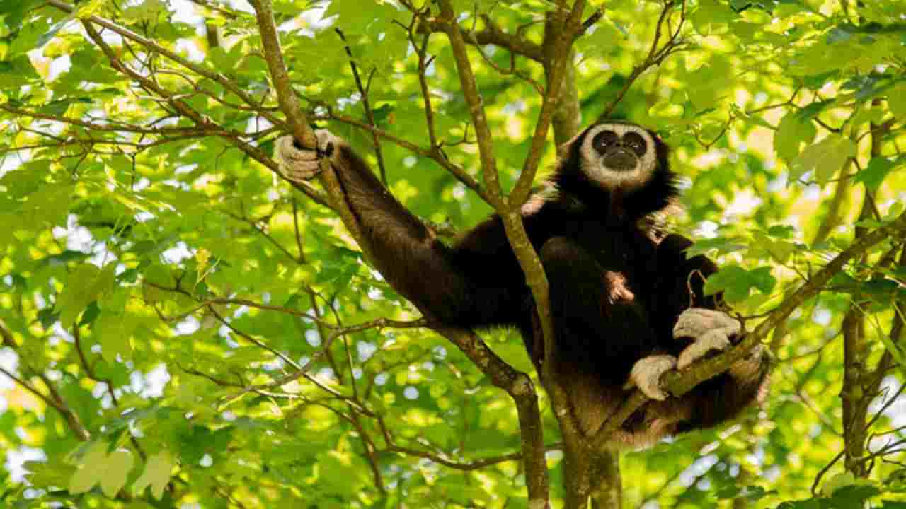 Gibbone di Hainan