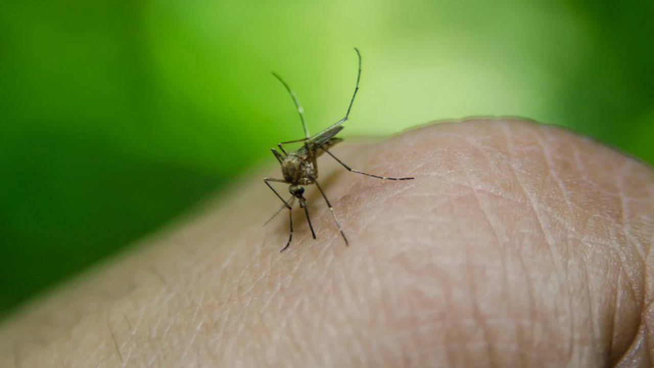 repellenti naturali zanzare