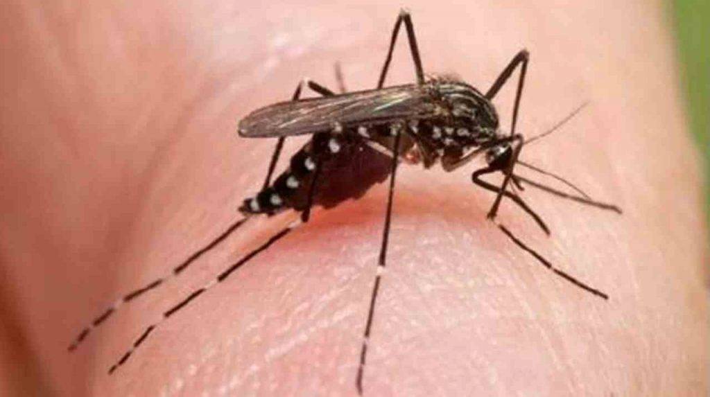 Zanzare, perchè mordono solo alcune persone trascurando le altre