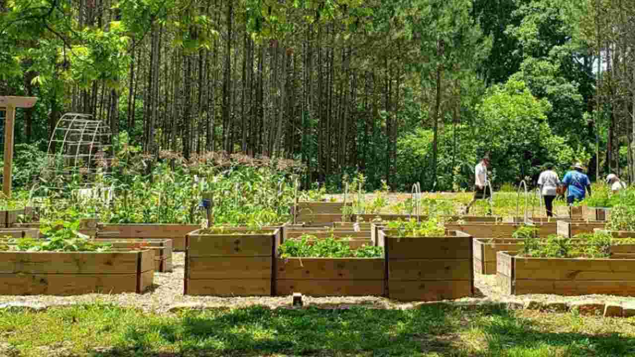 food forest