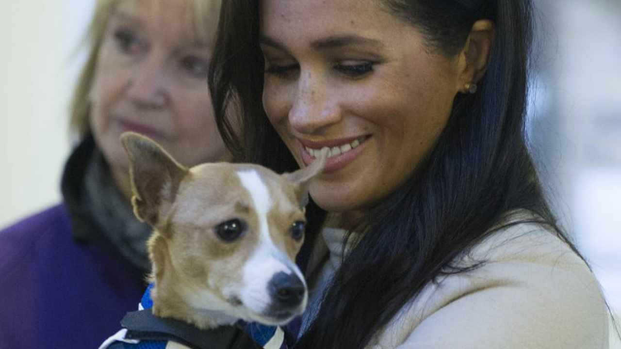 Meghan Markle dog cane